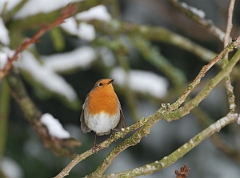 David Plant Photography - Wildlife Photographer - Robin with snow - G